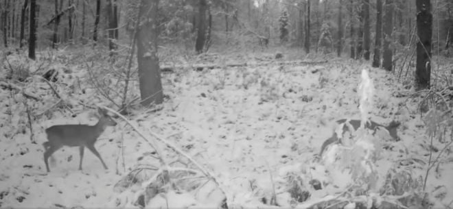 У лісах Шепетівського району в об’єктив фотопасток потрапили козулі та кабани