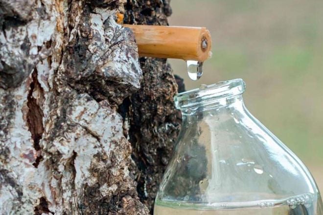 Лісівники нагадали за заборону заготівлі березового соку в лісах