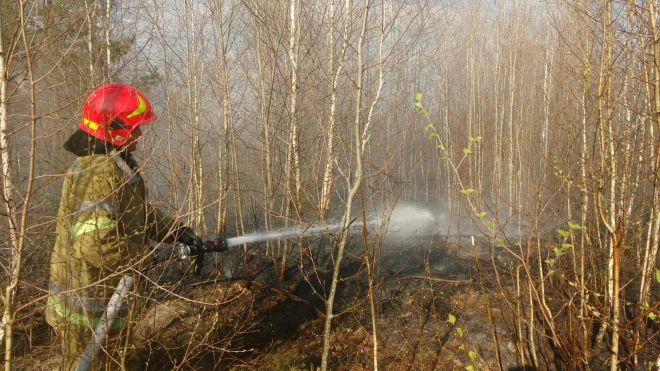 Вогнеборці разом із лісівниками ліквідували пожежу лісової підстилки