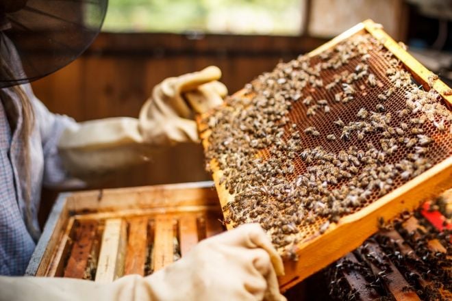 Бджолярів Шепетівщини закликають реєструвати пасіки