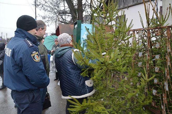 Мешканці купили 3700 новорічних ялинок та сосен у Шепетівському лісгоспі