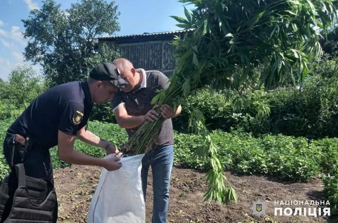 Більше 200 кущів конопель виростив мешканець одного з сіл Шепетівського району