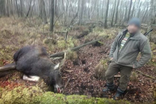 На Шепетівщині хмельничанин вбив червонокнижного лося та спробував відкупитись від поліцейських