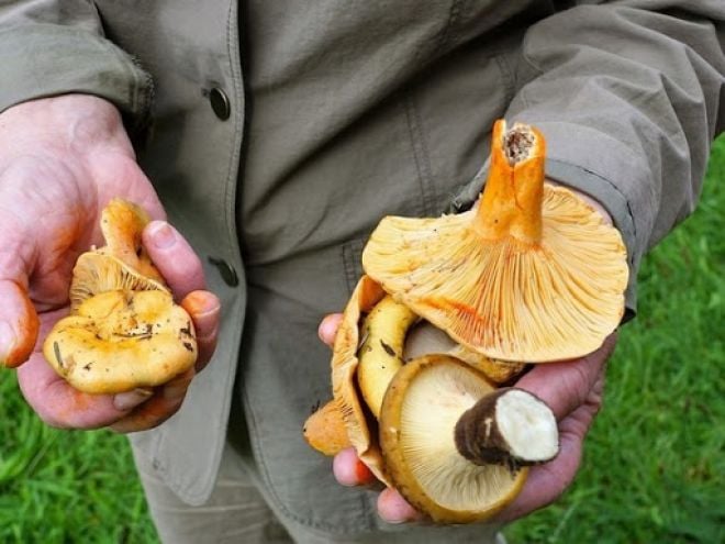 На Шепетівщині за останні 20 років грибами отруїлося 49 чоловік, з них 11 померло