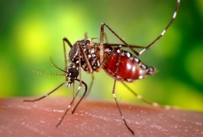 Атака комарів