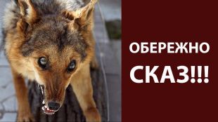 На Шепетівщині виявили сказ у безпритульного собаки і розшукують двох покусаних ним людей
