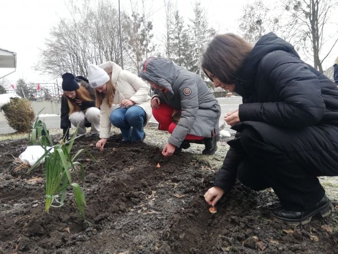 Школи Шепетівщини висаджують тюльпани надіслані з Нідерландів