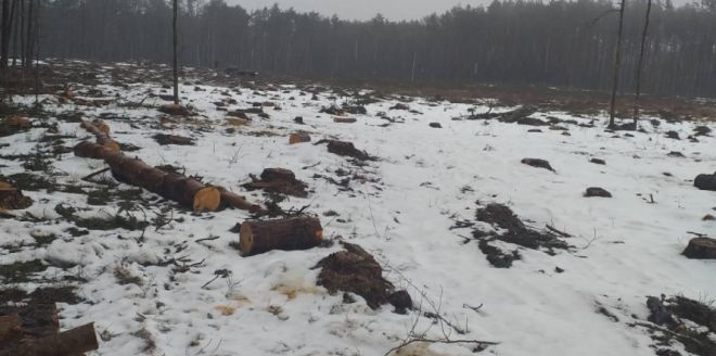 На Шепетівщині вирубали дерев на майже 11 млн грн