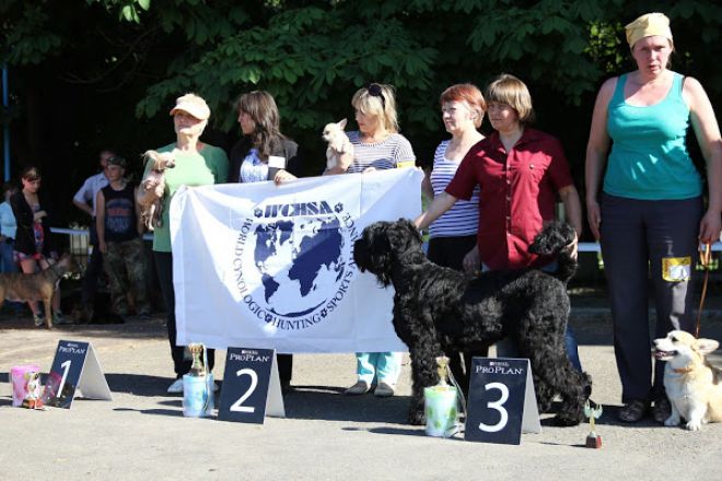 Юні шепетівські кінологи стали призерами Міжнародної виставки собак