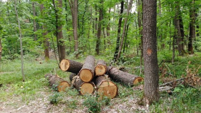 Двох мешканців Шепетівщини посадили на 5 років за вирубку лісу і бійку з правоохоронцями