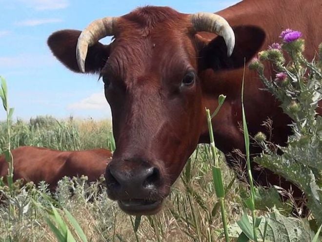 Працівники ДСНС врятували корову, що застрягла у багнюці