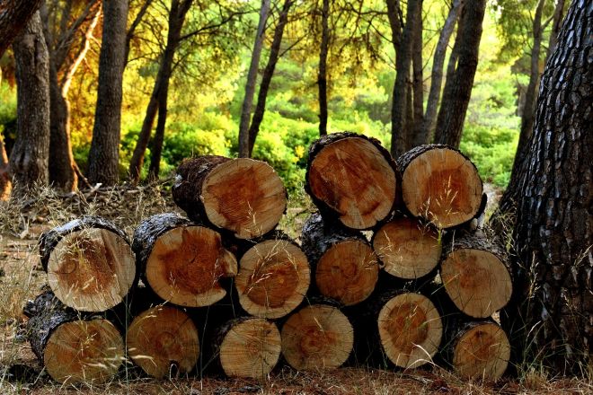 Суд ухвалив вирок у справі незаконної порубки лісу на Шепетівщині