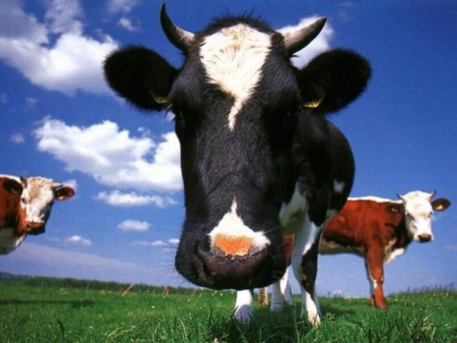 На Шепетівщині продовжують красти рогату худобу
