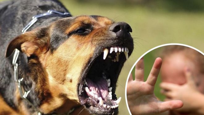 Ледве не відкусили дитині палець: у Шепетівці почастішали напади безпритульних собак