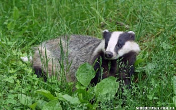 Фотопастка НПП «Мале Полісся» зафіксувала борсука європейського