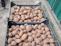 Продається насіннєва картопля