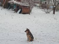 Шукаю господаря собачці