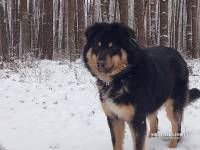 шукаю собаку 