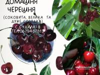 Продам черешні 