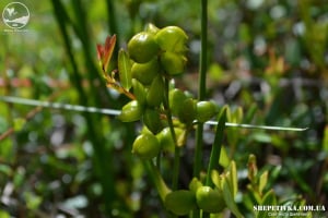 Болотянка звичайна або шейхцерія болотна: раритетна рослина росте у Шепетівському районі
