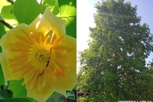 Унікальне дерево розквітло на території дендропарку у Шепетівському районі