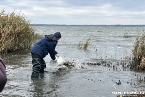 На технологічній водоймі Хмельницької АЕС розпочали зариблення