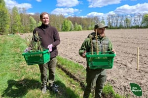 У лісі на Шепетівщині створили унікальну клонову плантацію сосни