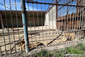 Власнику зоокуточка, звідки втекли левиці, повідомили про підозру через жорстоке поводження з тваринами