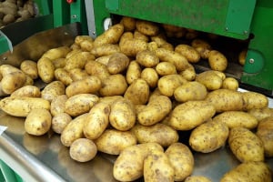 Ціни на продукти у 2026 році: що прогнозують для України