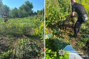 Виростив 240 кущів снодійного маку: на Шепетівщині перед судом постане 43-річний чоловік