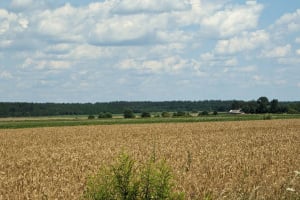 Судилківська сільська рада незаконно привласнила більше 950 га лісу