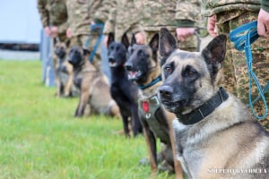 Нетішинські кінологи вдосконалювали навички разом із службовими собаками