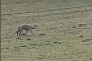 "Тікала від вовка, геть капці погубила": вовки продовждують жахати жителів Шепетівщини