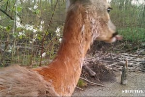 У лісах Шепетівщини вдалося зафільмувати цікавий процес у сарн європейських