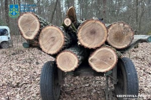 Завдав збитків на пів мільйона гривень: шепетівчанина судитимуть за незаконну порубку дерев