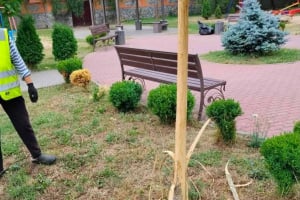 Акт вандалізму в центрі Полонного: невідомі здерли кору з дерева у парку