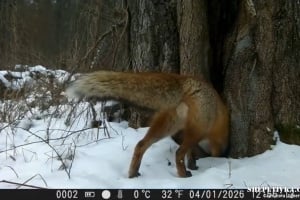 Лісова «соціальна мережа» в дії: фотопастки зафіксували інтимні подробиці життя лисиць