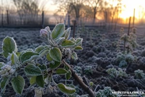 Помаранчевий рівень небезпечності: 24 квітня очікуються сильний вітер і заморозки