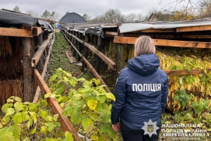 Викрили підпільну тютюнову імперію: 45 тонн тютюну, сотні тисяч готівки і гектари плантацій