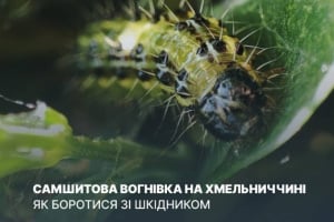 Із зимуючих коконів гусениць виходять самшитові вогнівки: як боротися