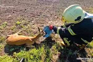 На приватне подвір’я прибилася сарна: рятувальники показали як повертали її в дику природу