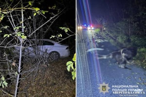 Дикий лось зненацька вискочив перед авто: водій та тварина загинули (відео)