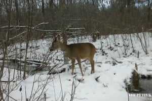 «Очі лісу» знову побачили щось цікаве: як фотопастки допомагають диким тваринам пережити зиму