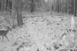 У лісах Шепетівського району в об’єктив фотопасток потрапили козулі та кабани