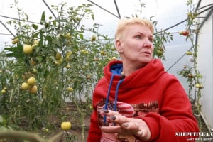 Полуниця в жовтні: на Шепетівщині переселенка започаткувала тепличний бізнес