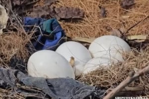 Крилатий переїзд: у Хмельницькому комунальники рятували майбутнє покоління лелек (відео)