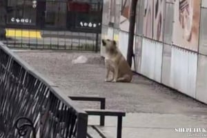 Шепетівський пес, що «підспівував» Гімну України, став знаменитим