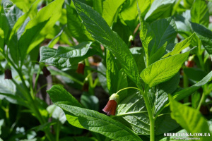 На Шепетівщині зацвіла рідкісна небезпечна рослина, що занесена до Червоної книги