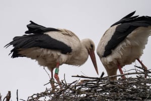 Польщу змінила на Україну: відома лелека Збися оселилася на Шепетівщині