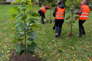 У Славуті комунальники висадили майже 170 дерев у парку та на вулицях міста
